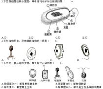 《细菌的形态和结构》模拟题